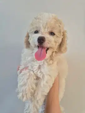Party Poodle White Stamboom vaksin betina