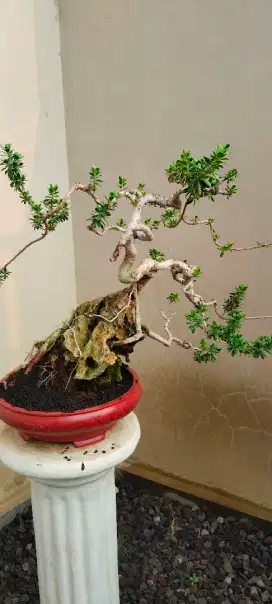 Bonsai santigi mawar