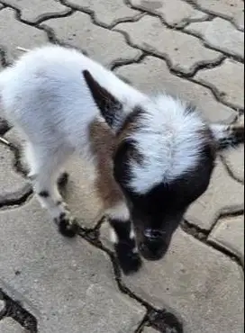 sepasang anakan kambing mini pygmi 3-4 bln FB koleksian exotik unik ok