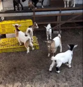 sepasang anakan kambing mini pygmi 3-4 bln FB koleksian exotik unik ok