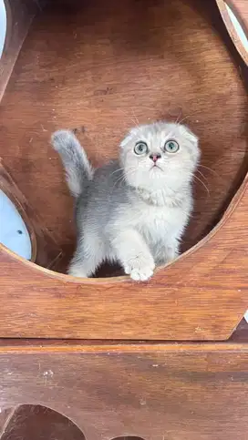 Scottish fold ay25