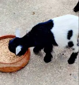 sepasang anakan kambing mini pygmi 3-4 bln TB 30cm koleksian exotik ok