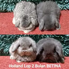 Anakan kelinci Holland Lop 2 Bulan Murah