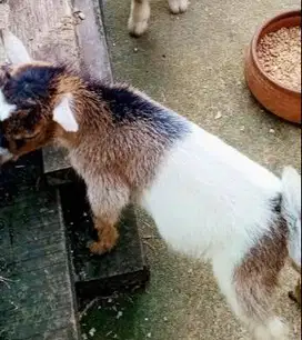 sepasang anakan kambing mini pygmi 3-4 bln TB 30cm koleksi unik exotik