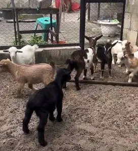 sepasang anakan kambing mini pygmi 3-4 bln TB 30cm koleksi unik exotik