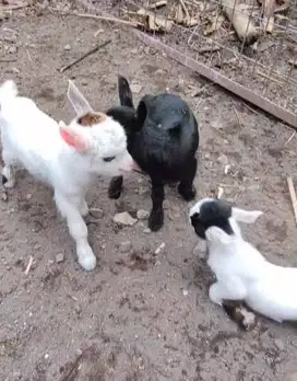 sepasang anakan kambing mini pygmi 3-4 bln TB 30cm koleksi unik exotik