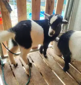 sepasang anakan kambing mini pygmi FB TB 30cm koleksian unik exotik ok