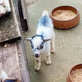 sepasang anakan kambing mini pygmi 3-4 bln FB koleksian exotik rawatan