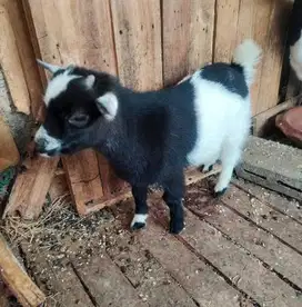 sepasang anakan kambing mini pygmi 3-4 bln koleksian exotik FB rawatan