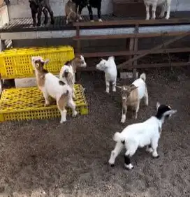 sepasang anakan kambing mini pygmi TB 30cm 3-4 bln koleksian exotik ok