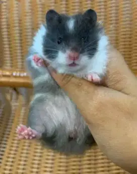 Hamster Syirian Panda Long Hair (Remaja)