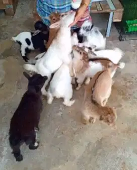 sepasang anakan kambing mini pygmi 3-4 bln TB 30cm FB koleksian manteb