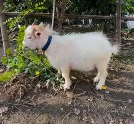 sepasang anakan kambing mini pygmi 3-4 bln koleksian exotik FB ori top