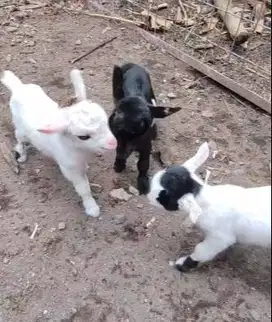 sepasang anakan kambing mini pygmi 3-4 bln koleksian exotik FB ori top