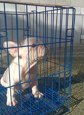 French bulldog betina