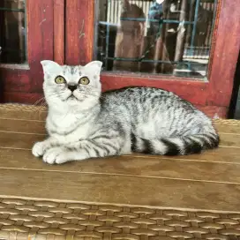 Kucing Scottish fold