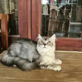Kucing Scottish Straight