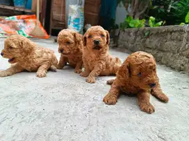 For Sale & Booking Puppy TOY POODLE