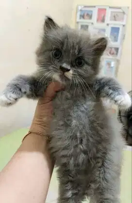 Kucing kitten British x ragdoll female