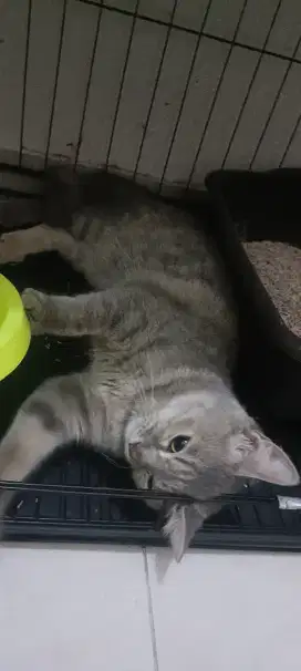 Lepas Adopt Persia Mix Dom Free Pacak Scottish