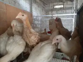 Jual Anakan Ayam jenis Kuntara dan Elba