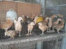 Jual Anakan Ayam jenis Kuntara dan Elba