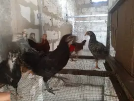 Jual Anakan Ayam jenis Kuntara dan Elba