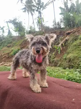 Miniature Schnauzer salt n papper