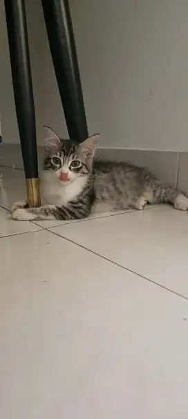 Lepas Adopt PerMujaeran Persia Mixdom