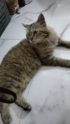 Dijual Kucing British Shothair