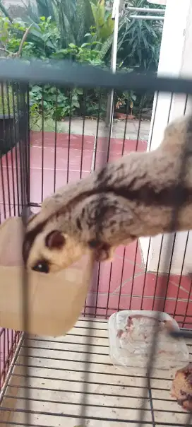 Sugar glider white face jantan mapan + kandang