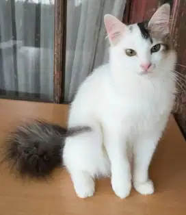 Kitten Persia betina 7 bulan