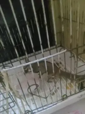 Dijual sugar glider jantan usia 6bulan