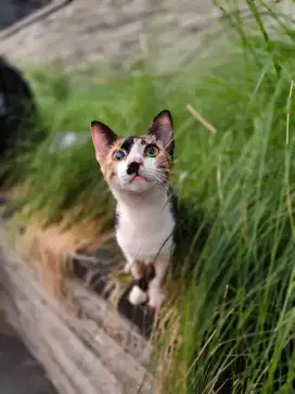 DICARI PENGURUS KUCING ANJING