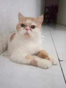 LA Jantan Exotic shorthair