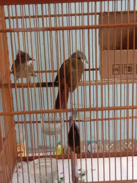 Sepasang cjm + kandang burung kotak