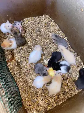 Hamster jenis syrian