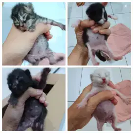 Anak kucing tanpa induk