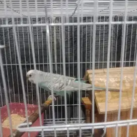 Burung parkit parkeet