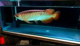 Arowana golden red