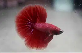 CUPANG HALFMOON SUPER RED/DUMBO EARS JANTAN SIZE M