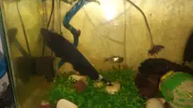 2 ikan hias black ghost