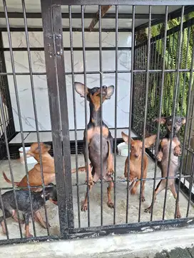 Jual Anjing Mini Pincher