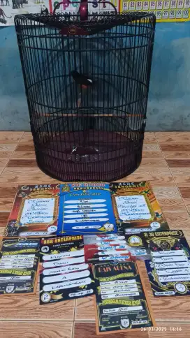 Murai prestasi siap pantau gantangan materi kasar volume kenceng