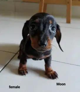 Puppy tekel, teckel, dacshund