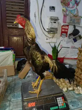 Ayam jenis Birma mangon