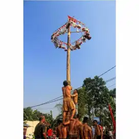 Pohon pinang panjang pinang