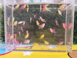 Jual ikan glofish