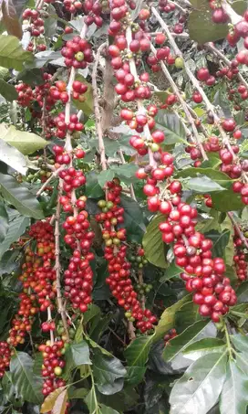 Kebun Kopi Arabica Desa Talaga Cugenang Cianjur