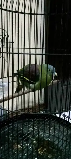 Burung hias mantap